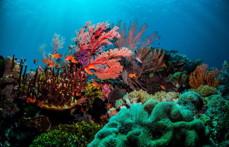 récifs coraliens