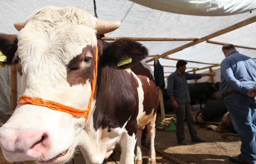 Une vache sur un marché en Turquie
